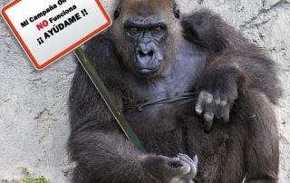 campaña publicitaria orientadorweb